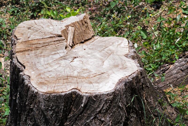 professional tree stump removal service 